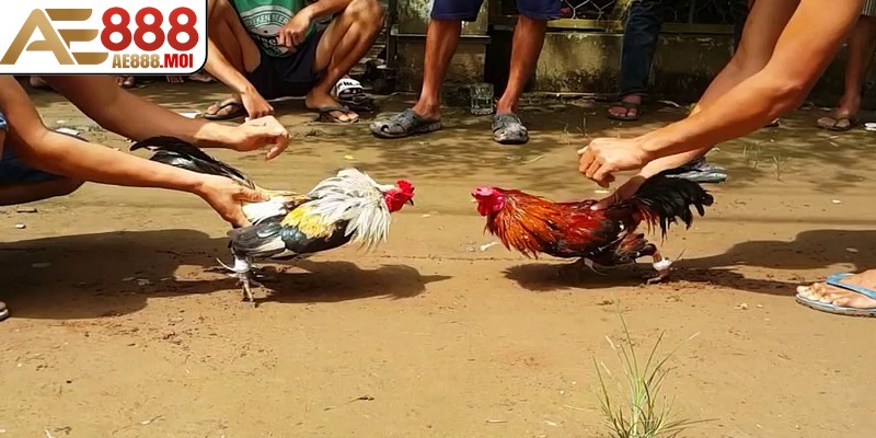 Cách Chơi Đá Gà AE888 Và Kinh Nghiệm Chơi Hiệu Quả 7 BDD đại diện cho lựa chọn cược trận đấu có kết quả hòa