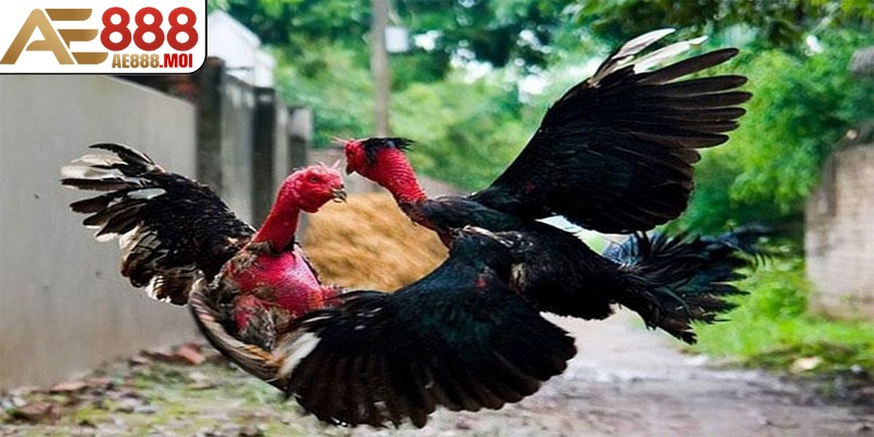 Cách Chơi Đá Gà AE888 Và Kinh Nghiệm Chơi Hiệu Quả 9 Các trận đấu đá gà thường được tổ chức vào các ngày cuối tuần
