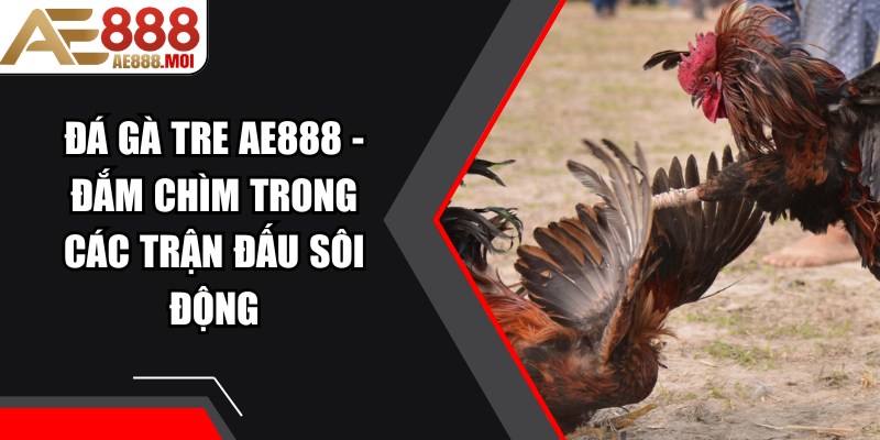 Đá Gà Tre AE888