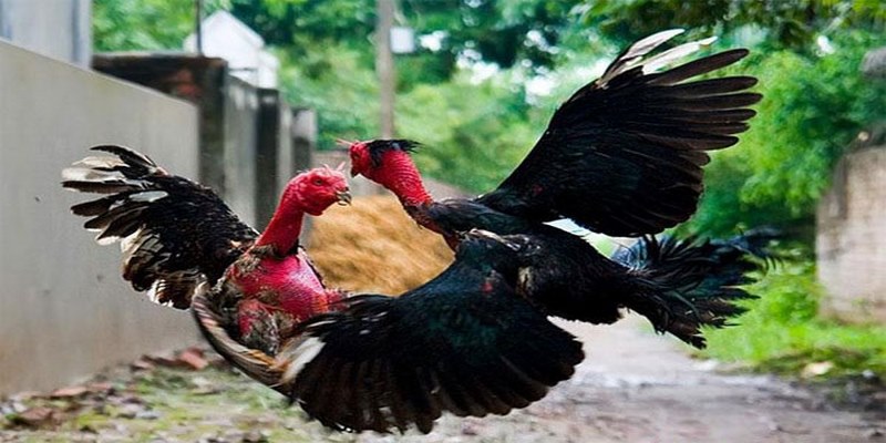 Đá Gà Trực Tiếp Thomo 24/7 AE888 - Sân Cá Cược Xanh Chín 8 Nhà cái hỗ trợ mức cược cực kỳ linh hoạt, phù hợp với túi tiền người chơi