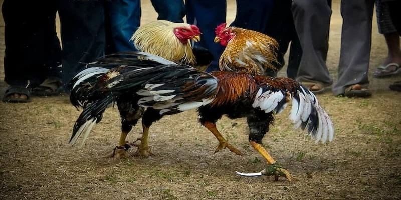 Các trận gà đá cựa dao đều được tổ chức và kiểm soát nghiêm ngặt