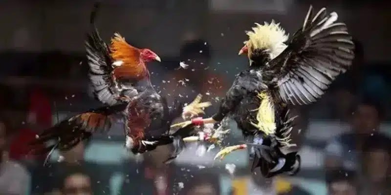 Trực Tiếp Gà Đá Thomo AE888 - Những Cuộc Chiến Gay Cấn 7 Hướng dẫn tham gia trực tiếp gà đá Thomo AE888