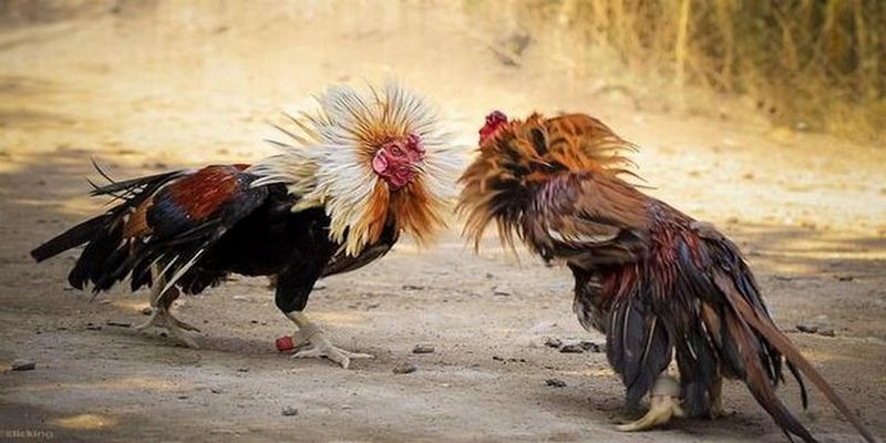 Trực Tiếp Gà Đá Thomo AE888 - Những Cuộc Chiến Gay Cấn 6 Khám phá hình thức giải trí trực tiếp gà đá Thomo AE888