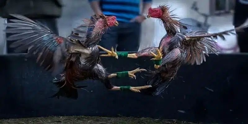 Trực Tiếp Gà Đá Thomo AE888 - Những Cuộc Chiến Gay Cấn 8 Trung bình mỗi trận chỉ kéo dài từ 5–10 phút, tùy vào kỹ năng và tốc độ chiến kê